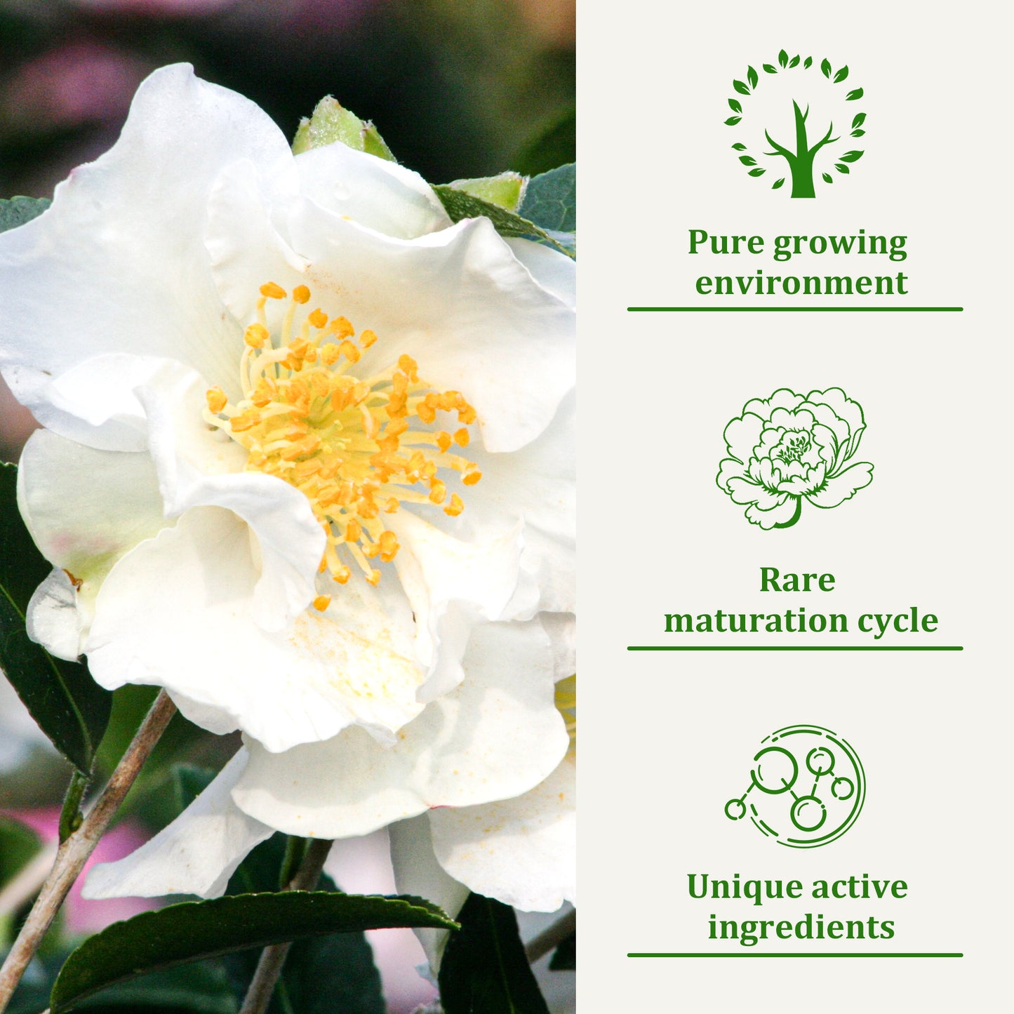 Camellia Dog Conditioner
